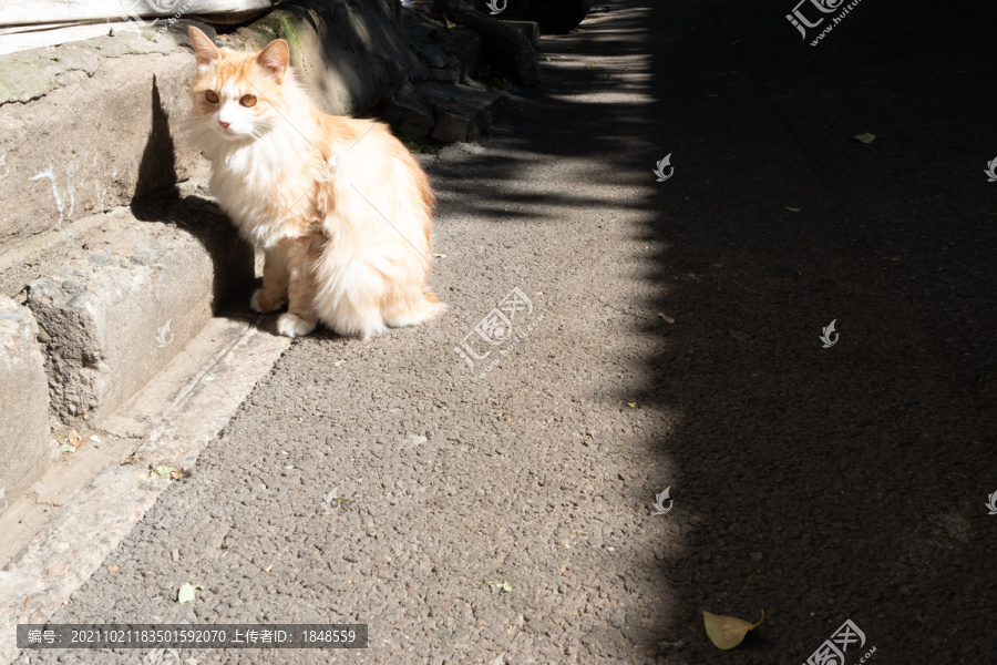 悠闲小猫咪