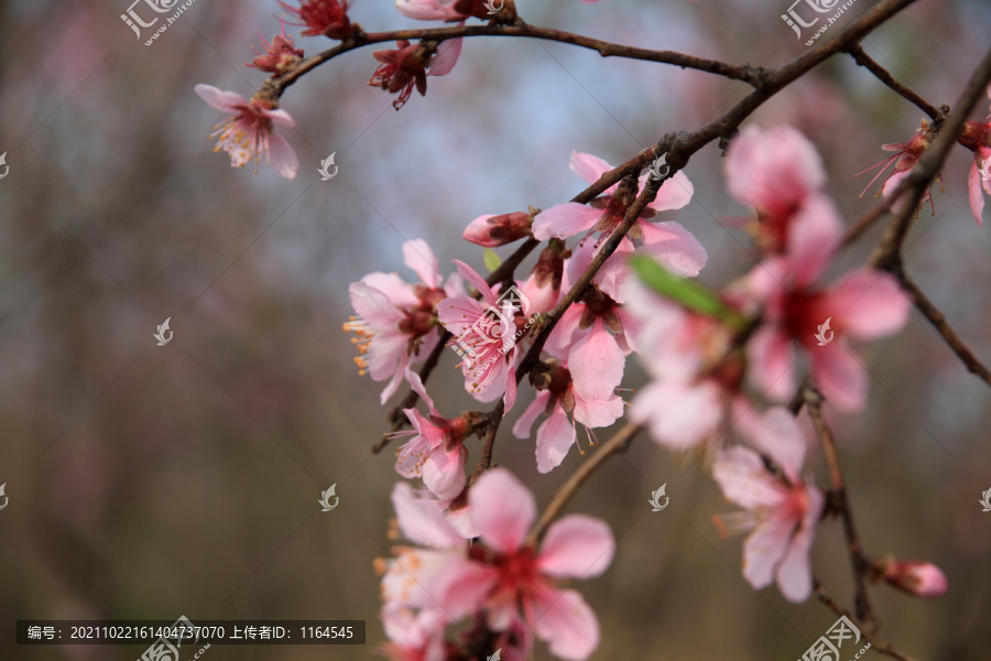 桃花