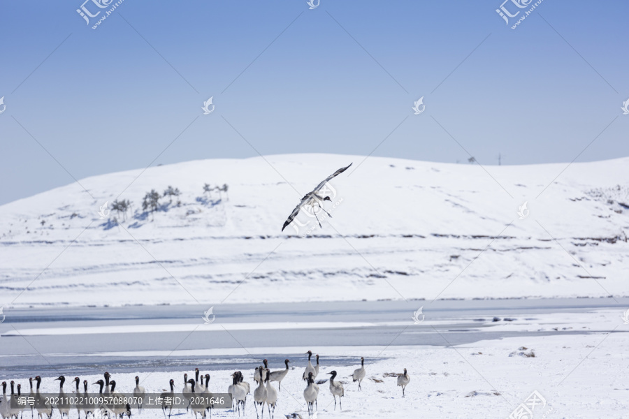 蓝天雪地飞翔黑颈鹤自然景观