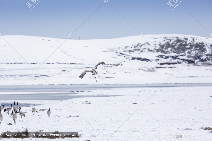 蓝天雪地飞翔黑颈鹤自然景观