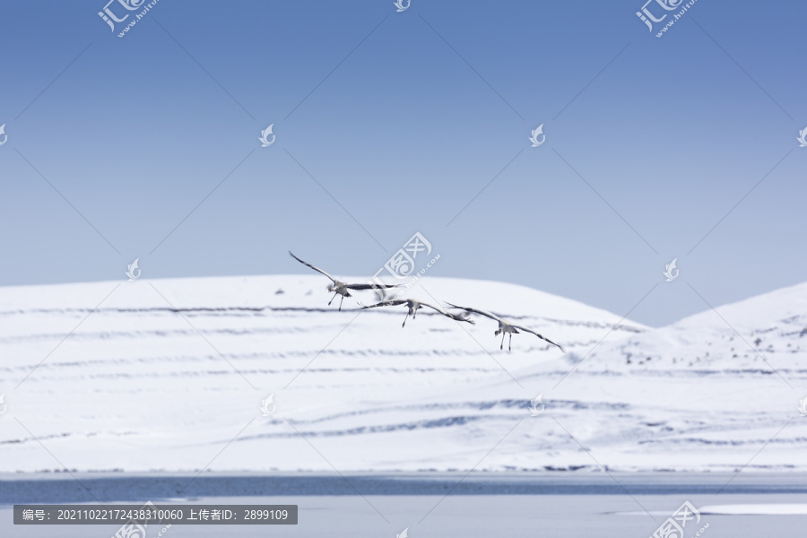 蓝天雪山飞翔的黑颈鹤