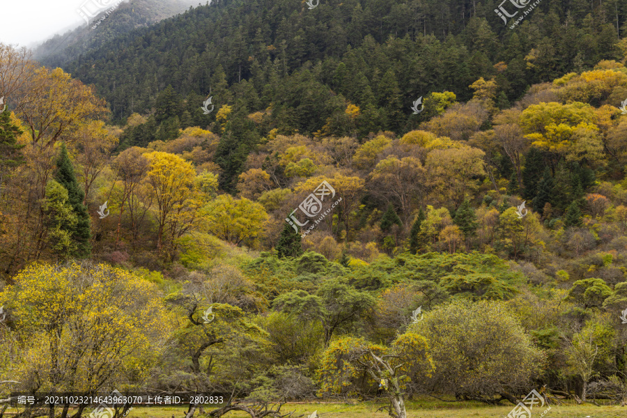 川西森林秋季黄叶彩林风光