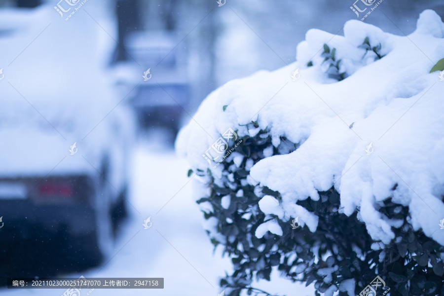 冬天被大雪覆盖的植物