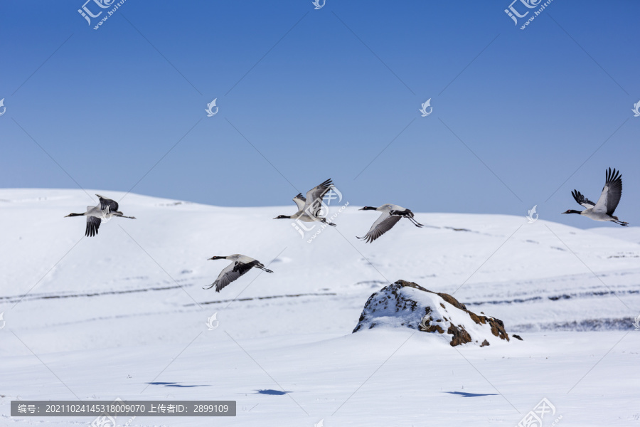 蓝天雪山飞翔的黑颈鹤自然风光