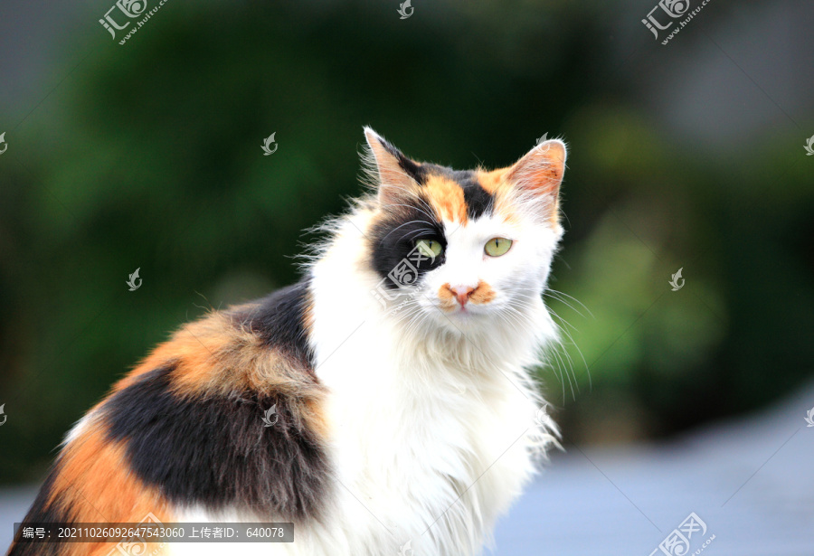 宠物猫
