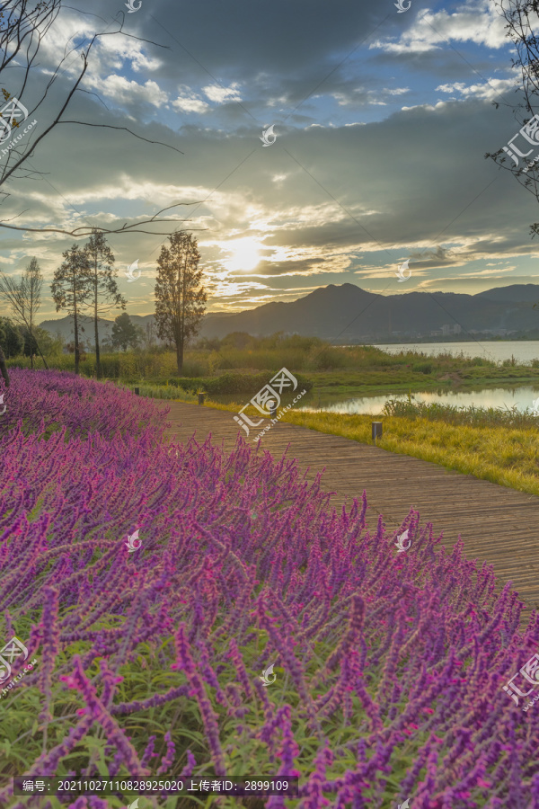 逆光鼠尾草紫色花自然景观