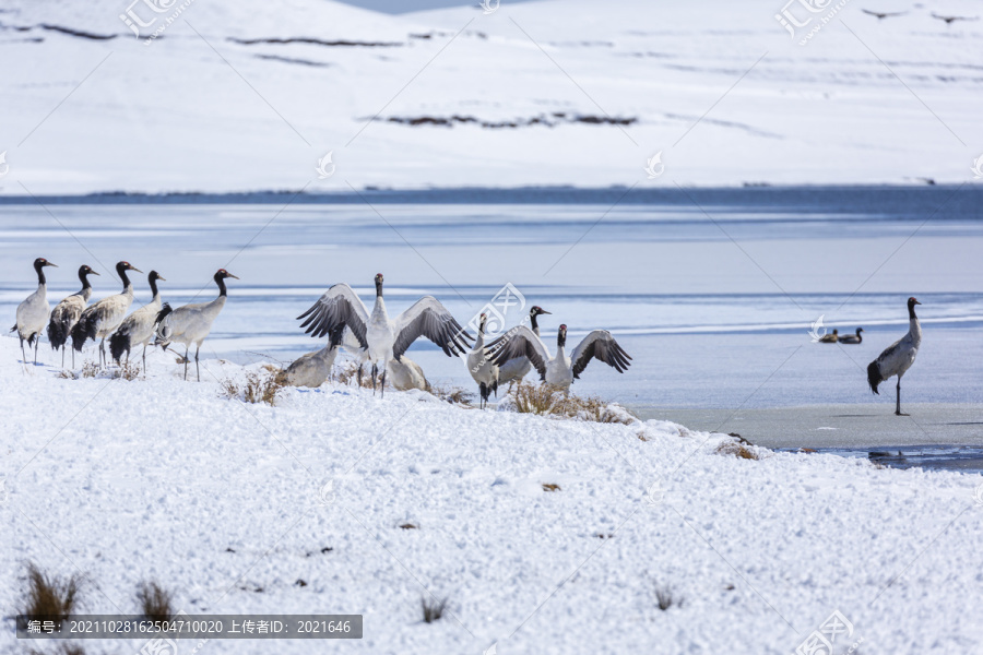 雪山黑颈鹤越冬自然景观