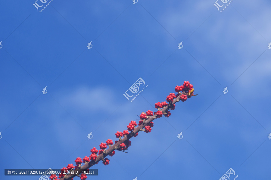 昆士兰伞木红花