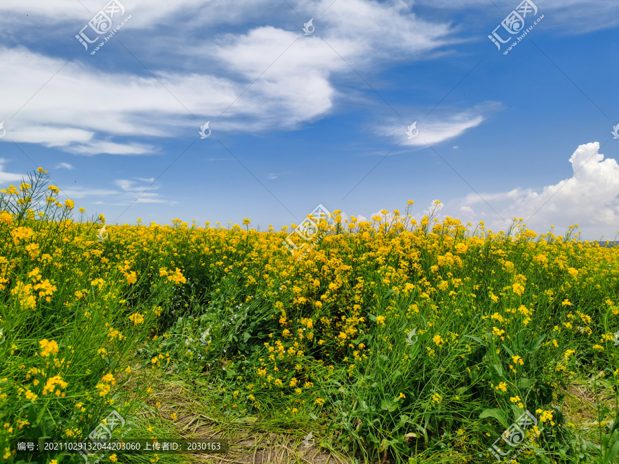 青藏高原油菜花