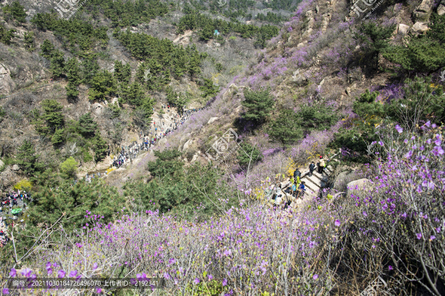 青岛大珠山杜鹃花观花云径