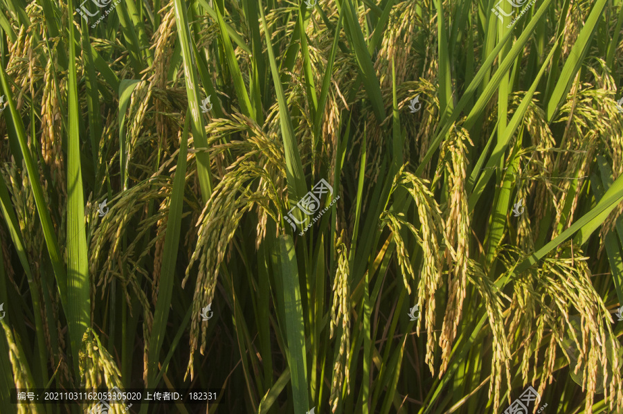 粮食作物水稻