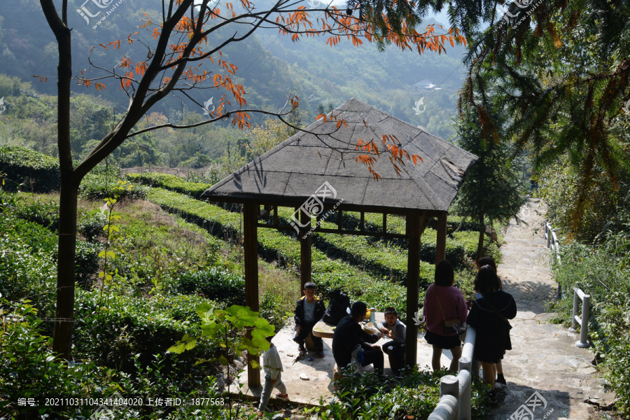 茶山