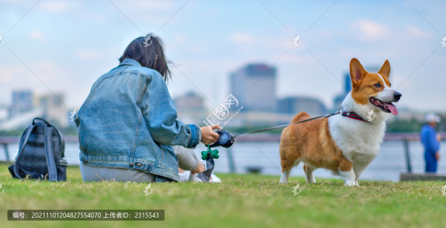 可爱的宠物柯基犬