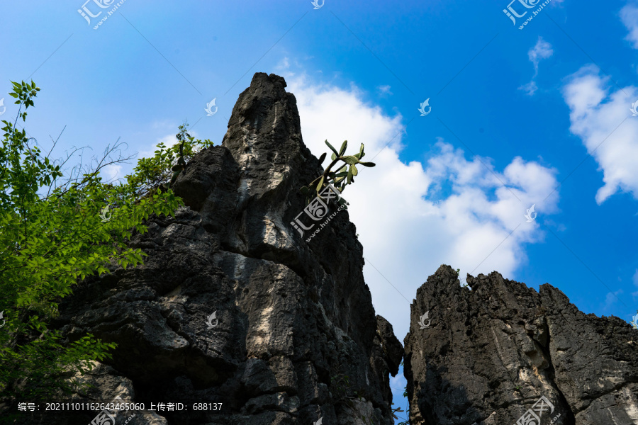 黄果树瀑布天星桥石林仙人掌