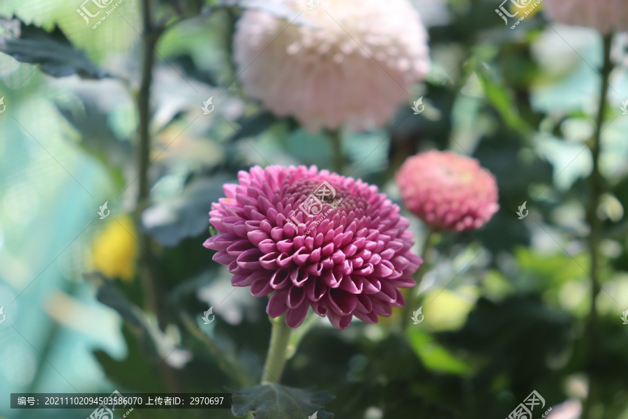 自家阳台上的菊花