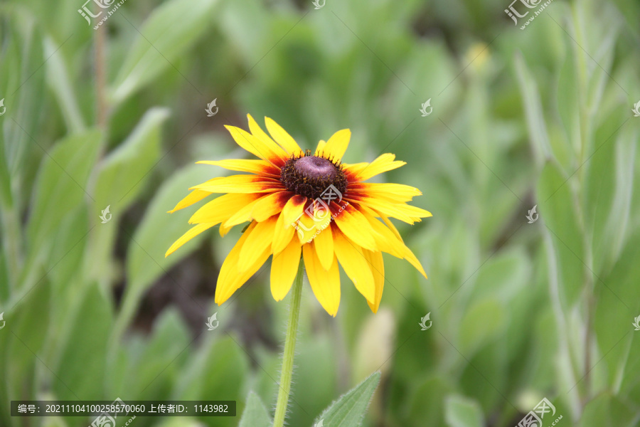 黑心金光菊小花黄花桌面壁纸