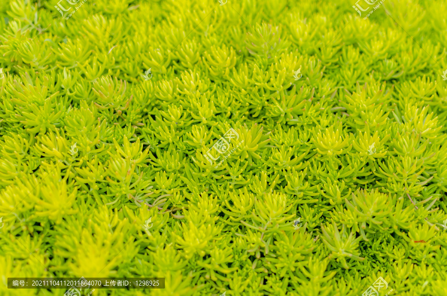 多肉植物绿色背景