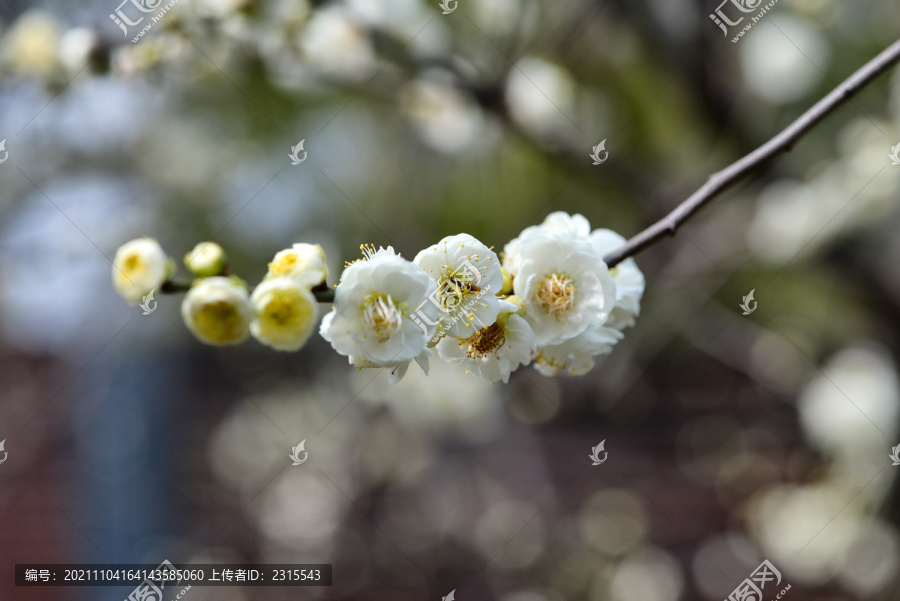 腊梅花开