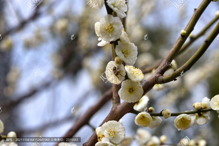 腊梅花开