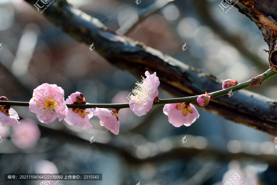 盛开的梅花