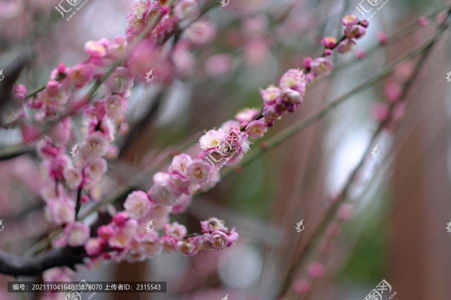 梅花