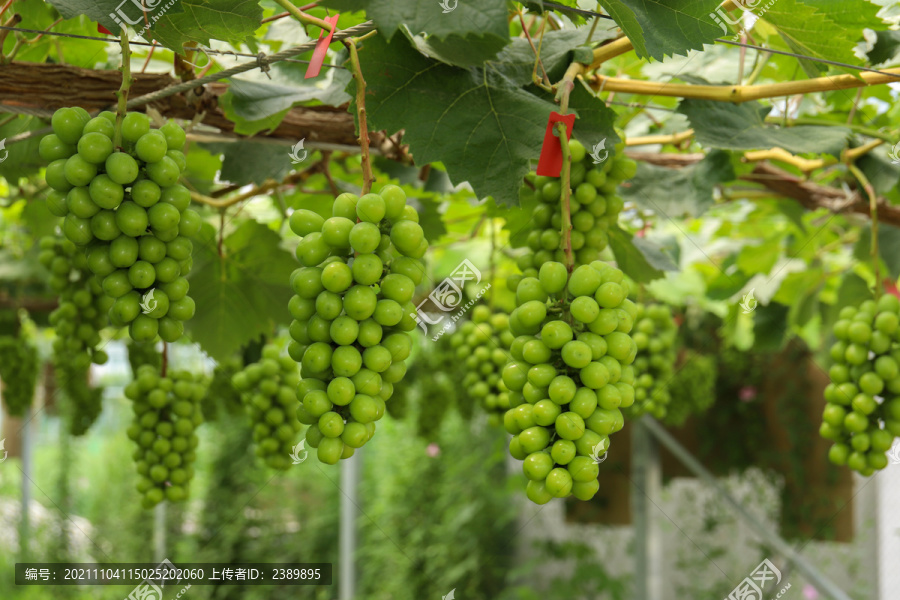 绿提子葡萄种植果园