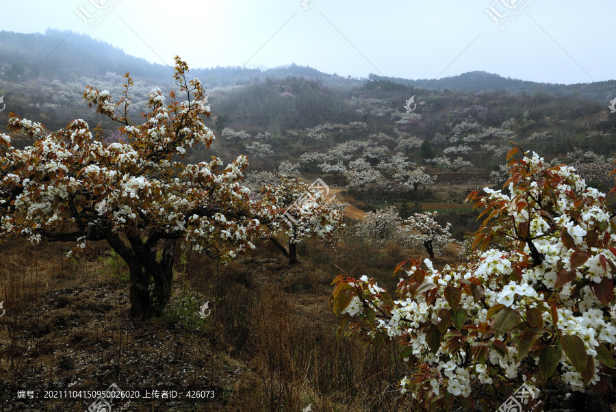 梨花漫山遍野开放