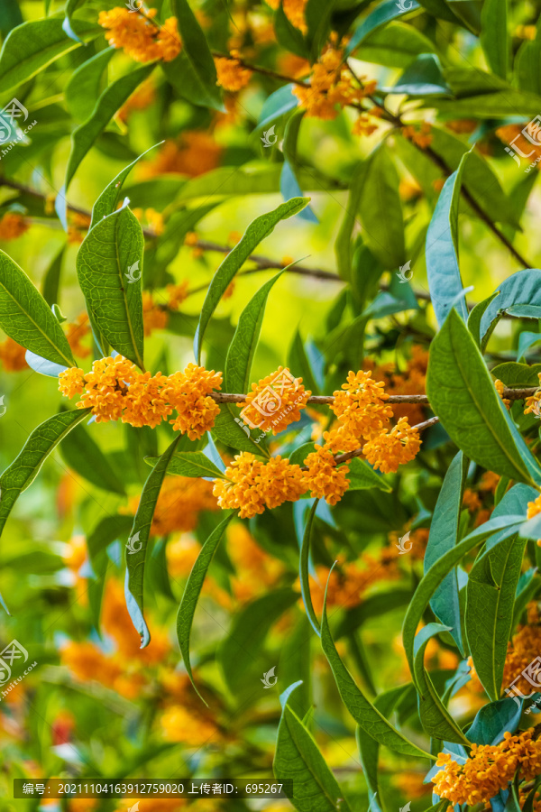 桂花树