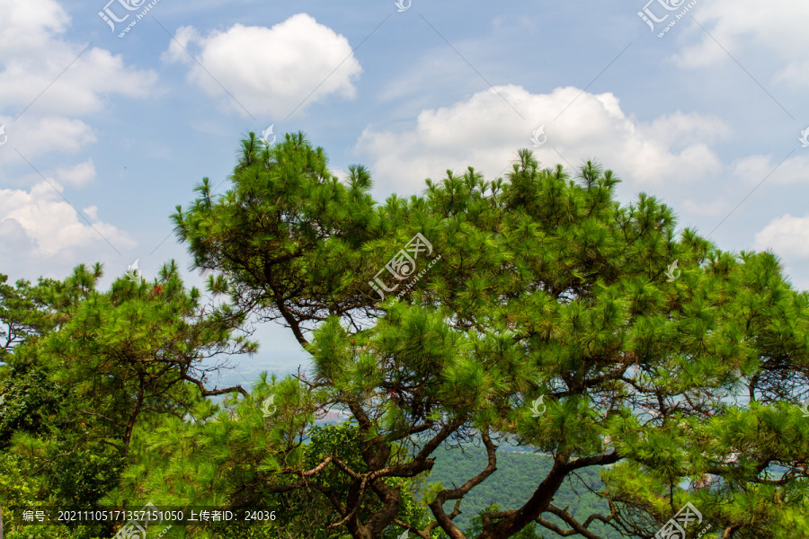 桂平西山风景名胜区松树