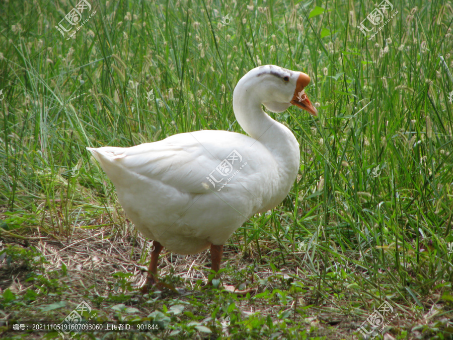 绿色草地上一只白色的鹅