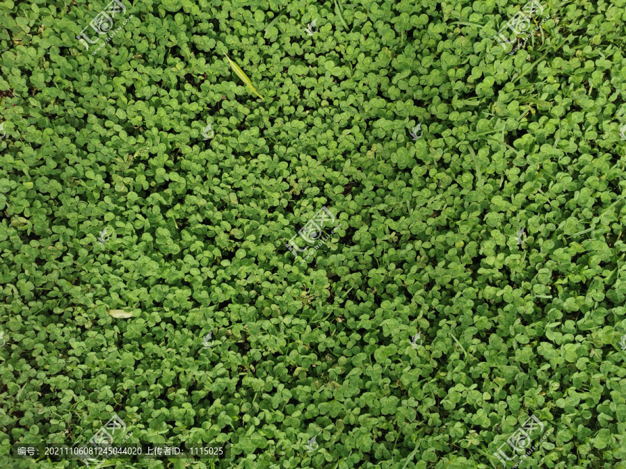 绿色植物背景