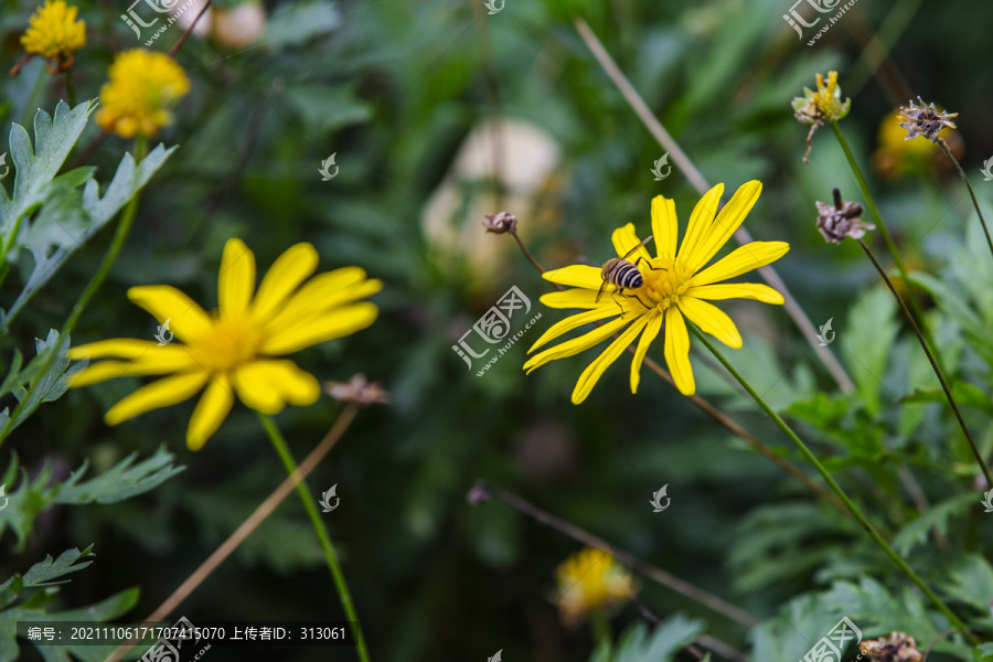 黄金菊蜜蜂采蜜