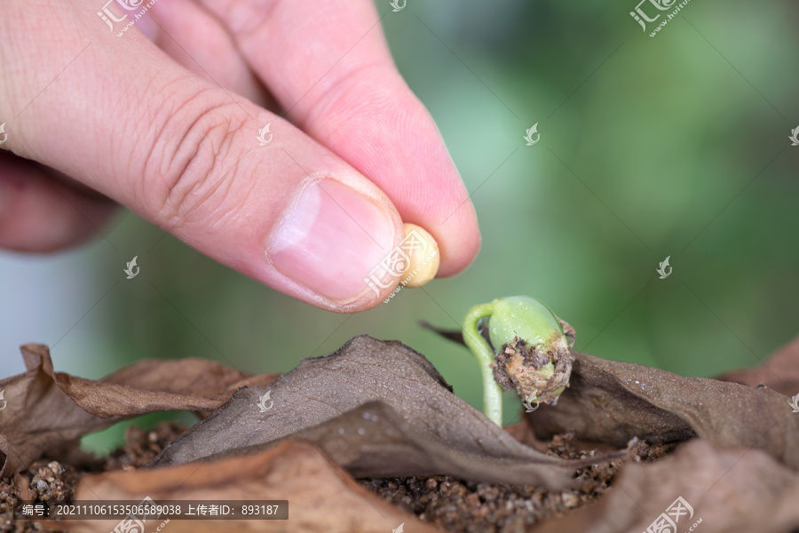 黄豆种子比对发出来的嫩芽