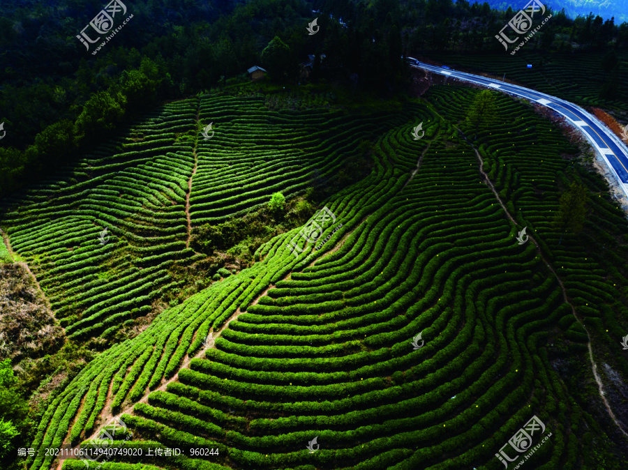 光雾山云顶茶乡