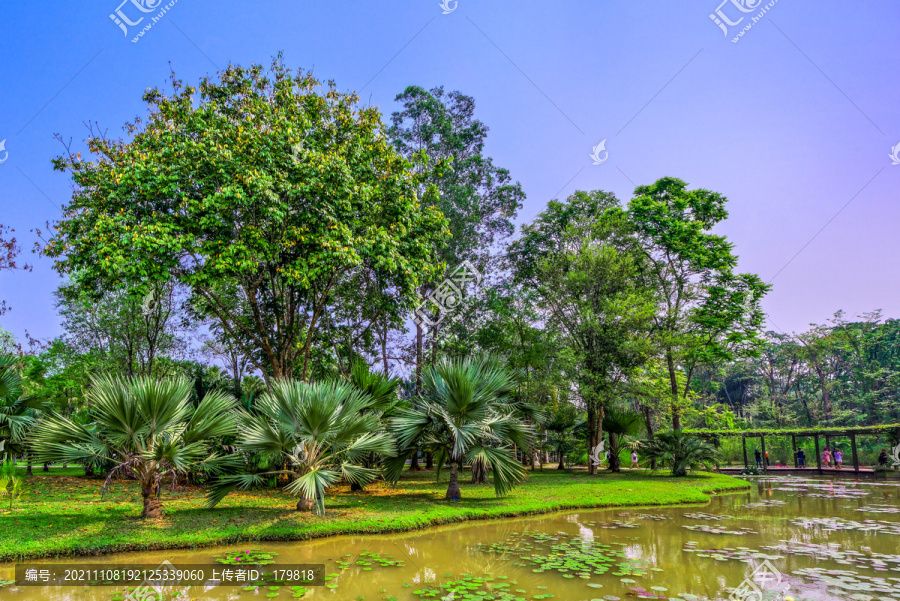 西双版纳勐仑植物园棕榈园
