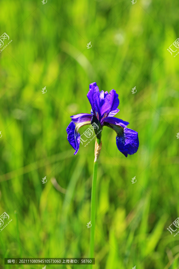 大兴安岭野生花卉紫花鸢尾