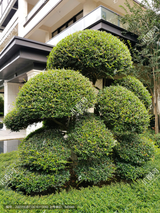 日本小叶冬青造型景观树