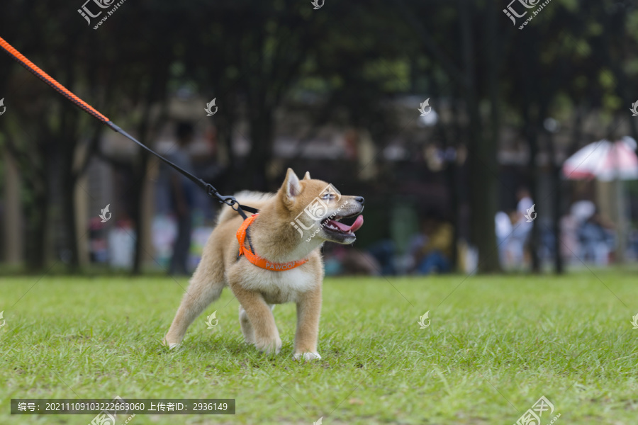 柴犬幼犬写真