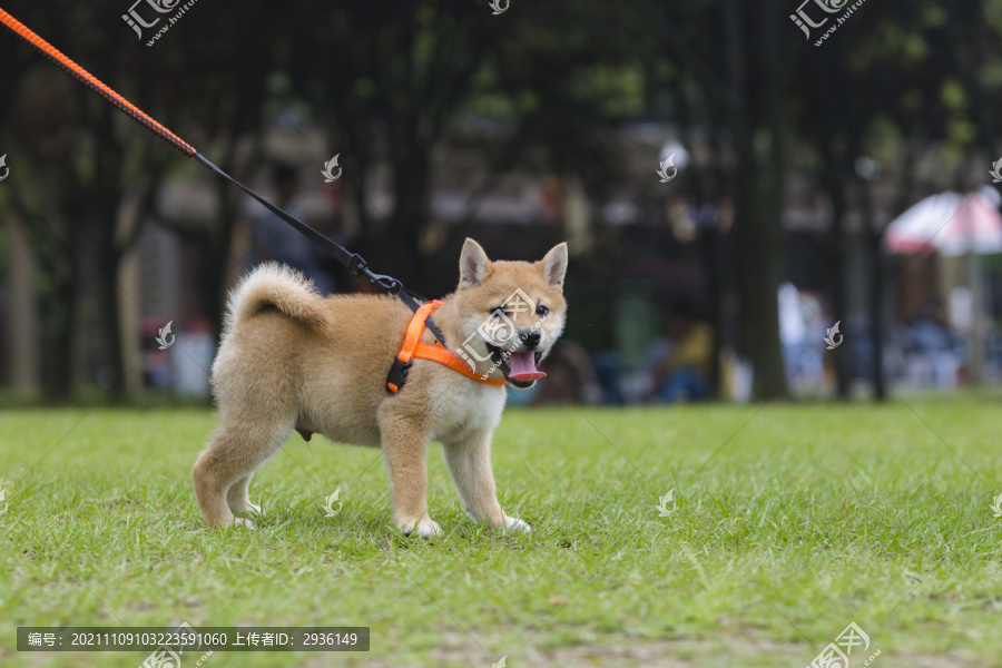 柴犬幼犬写真