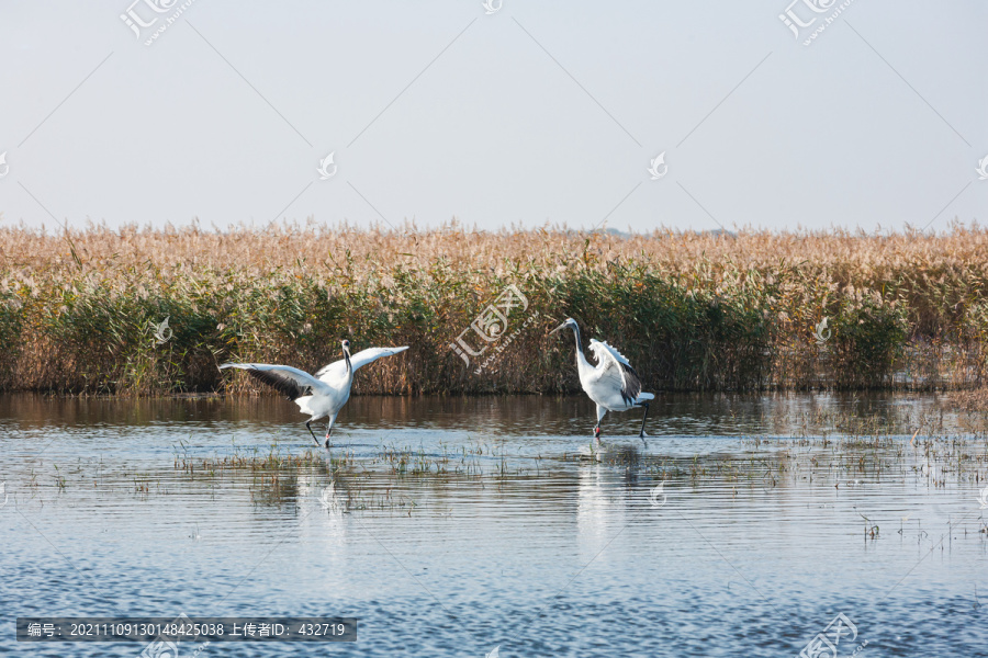 湿地水中丹顶鹤展翅起舞