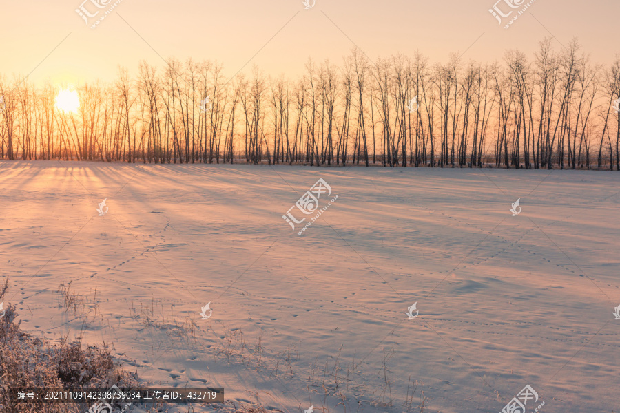 冬季树林雪原逆光