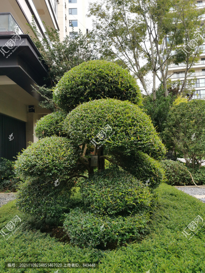 日本小叶冬青造型景观树