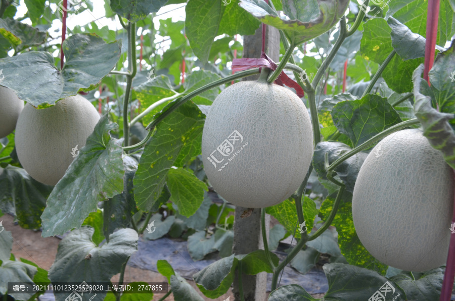 蔬菜大棚种植的网纹蜜瓜