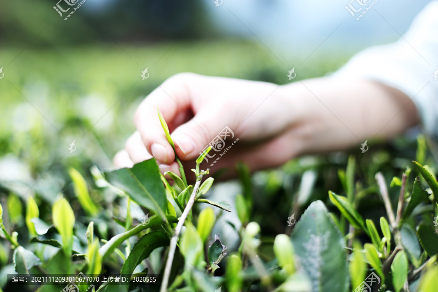 雀舌毛尖茶