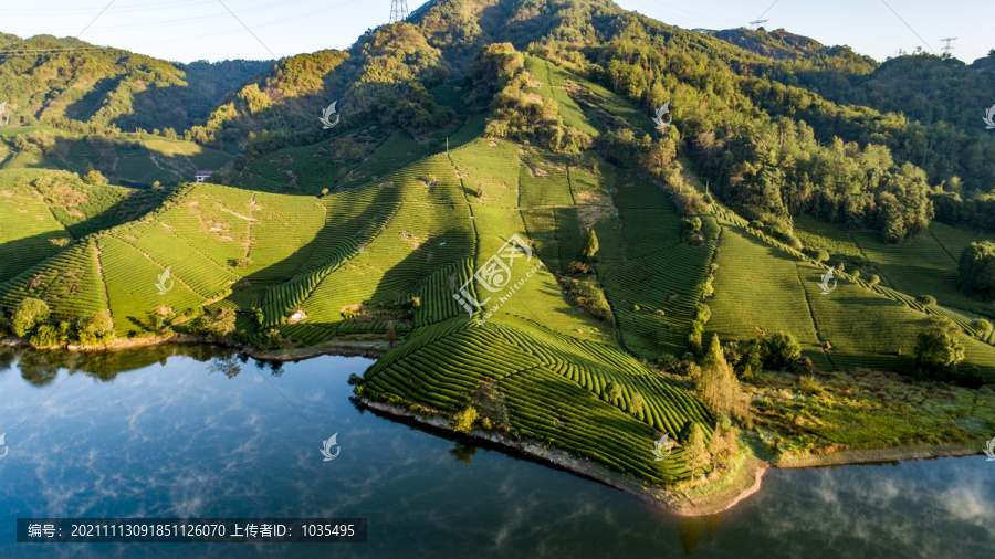 高山茶园