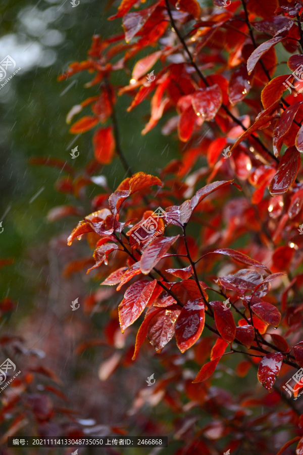 红叶秋雨