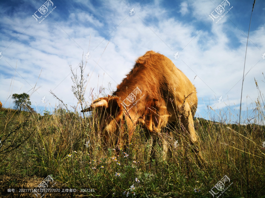 在田野吃草的老黄牛