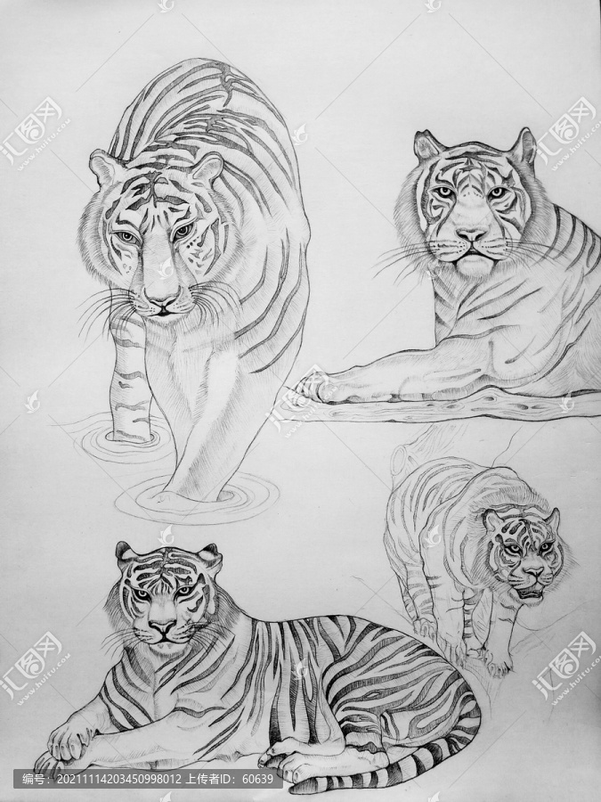 动物素描画（老虎）