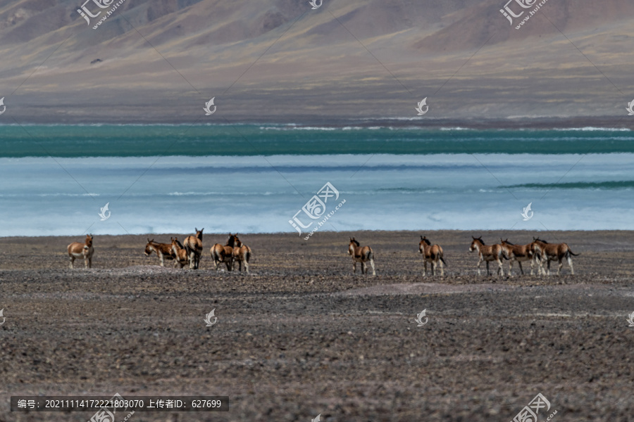 阿里保护区藏羚羊