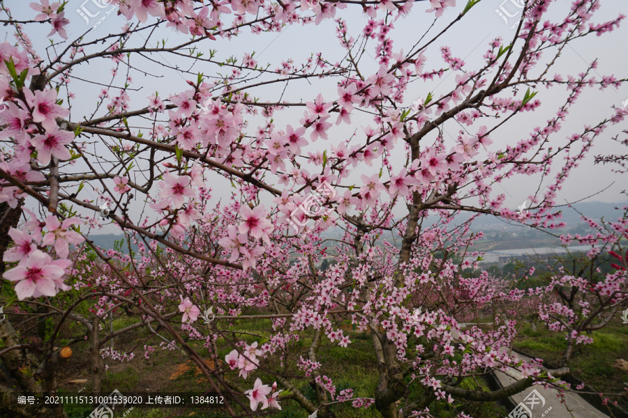 桃花